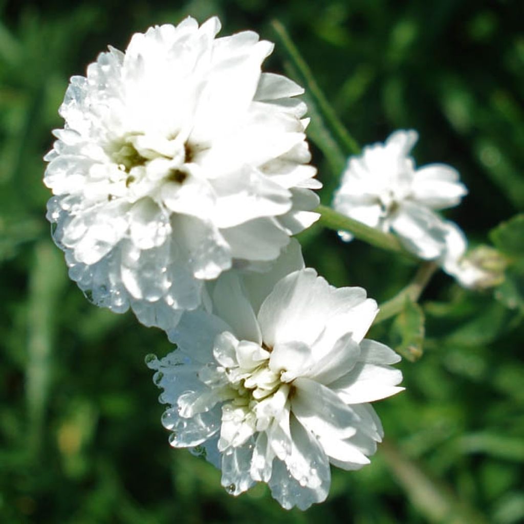 Achillée, Achillea ptarmica Perry s White