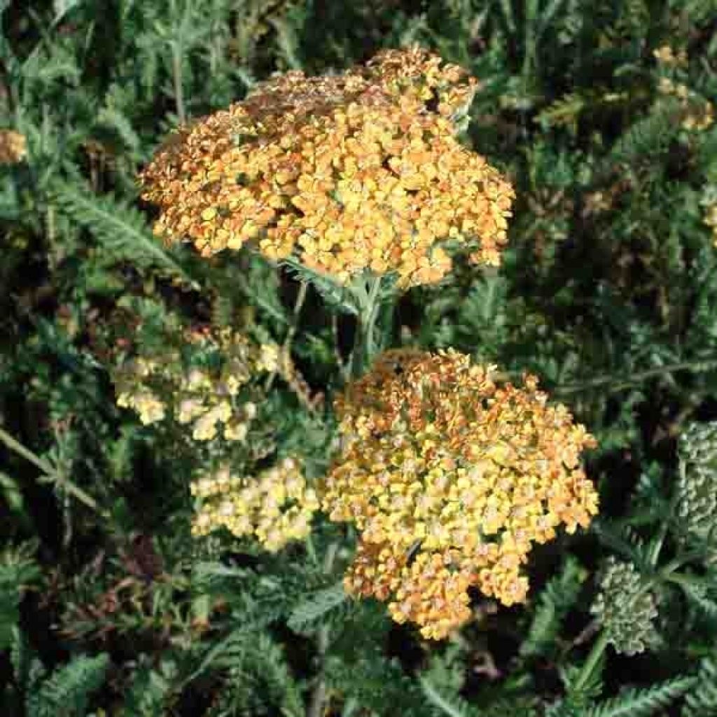 Achillée, Achillea millefolium Terracotta