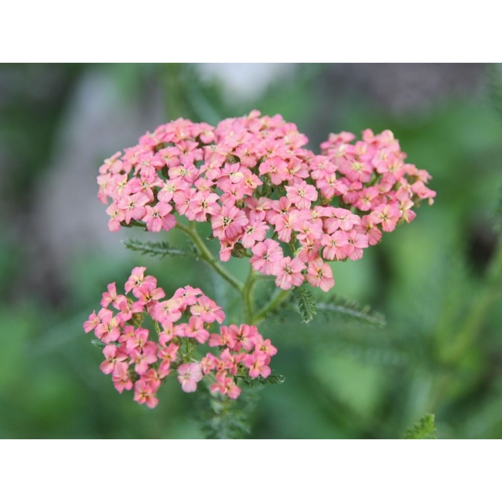 Achillea millefolium Salmon Beauty