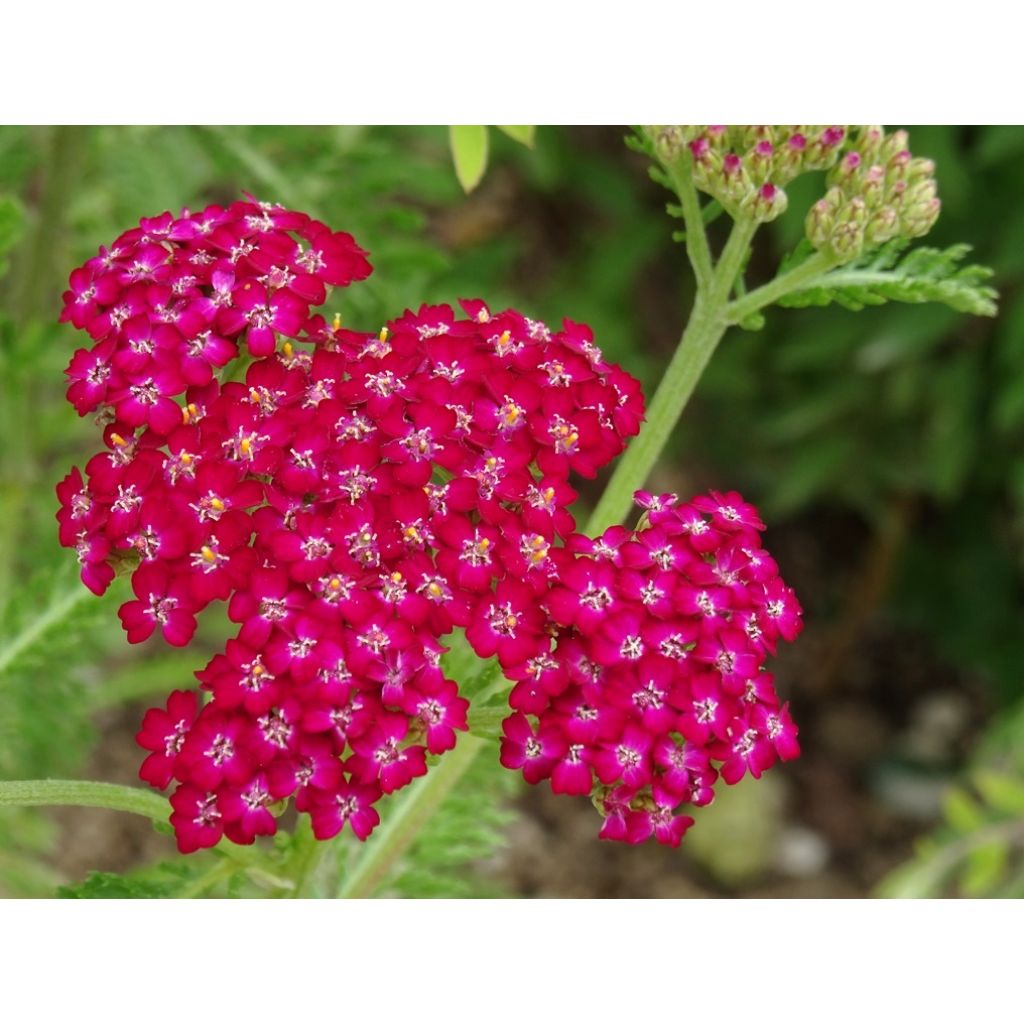 Achillea millefolium Cerise Queen