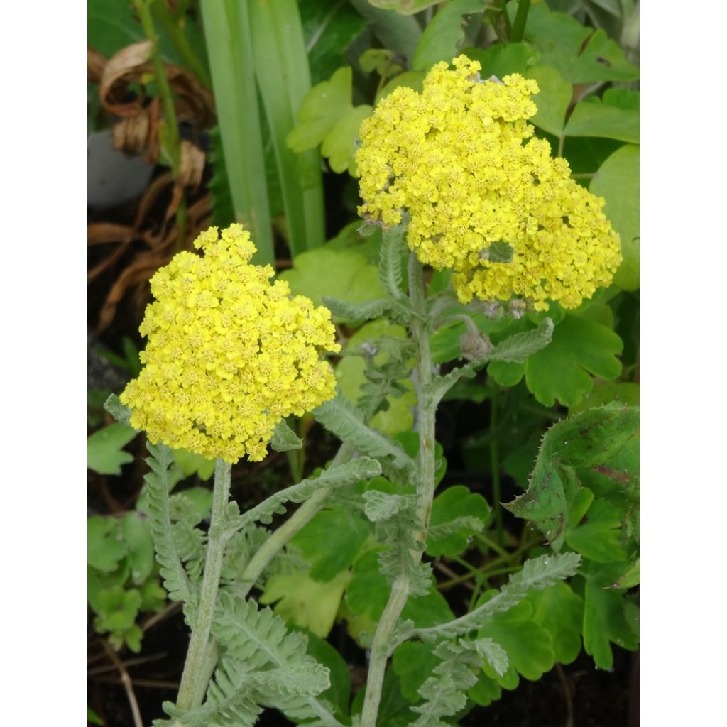 Achillea Moonshine