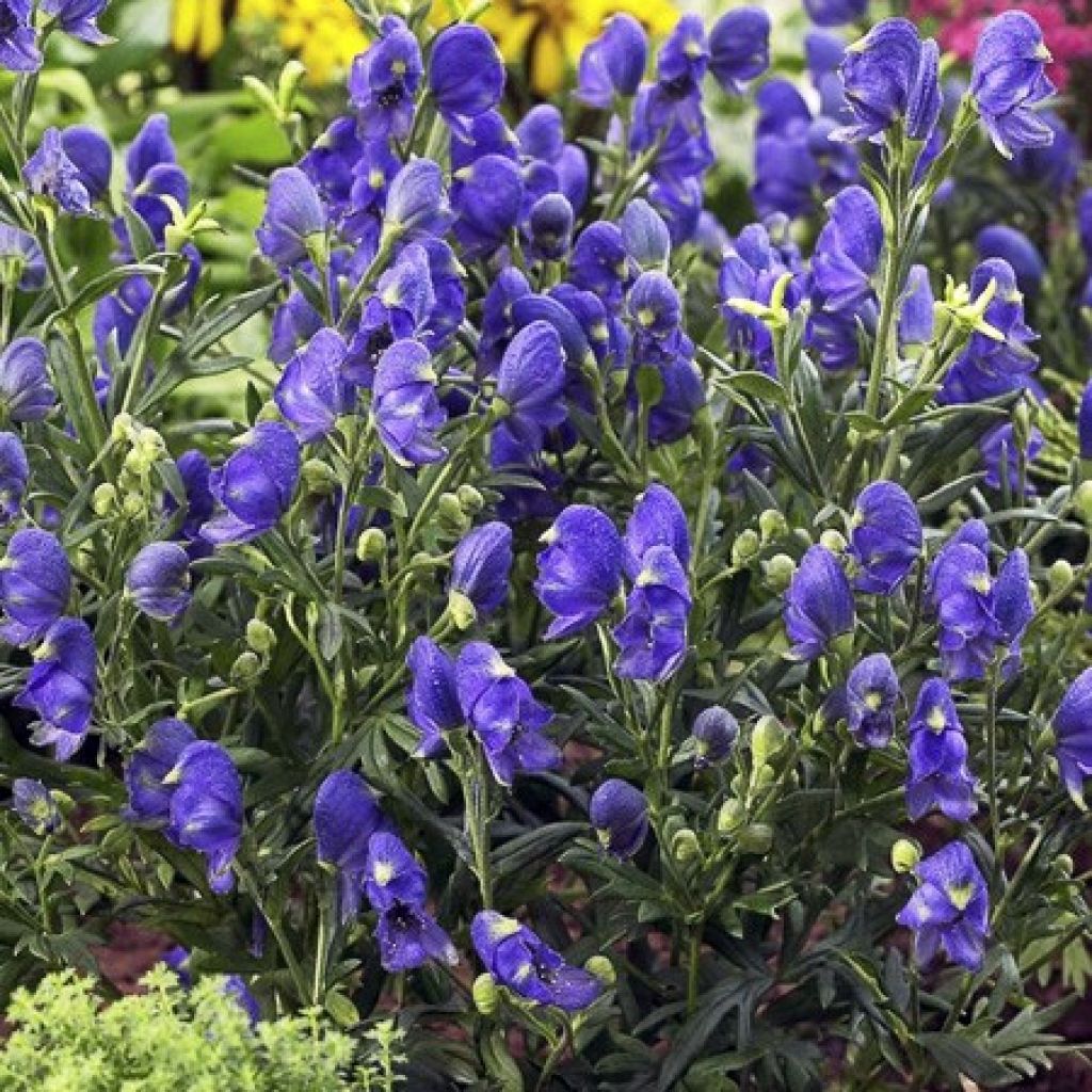 Aconit Blue Lagoon - Aconitum cammarum 