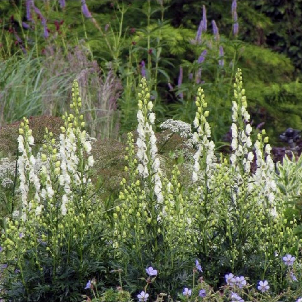 Aconitum napellus Album - Aconito napello