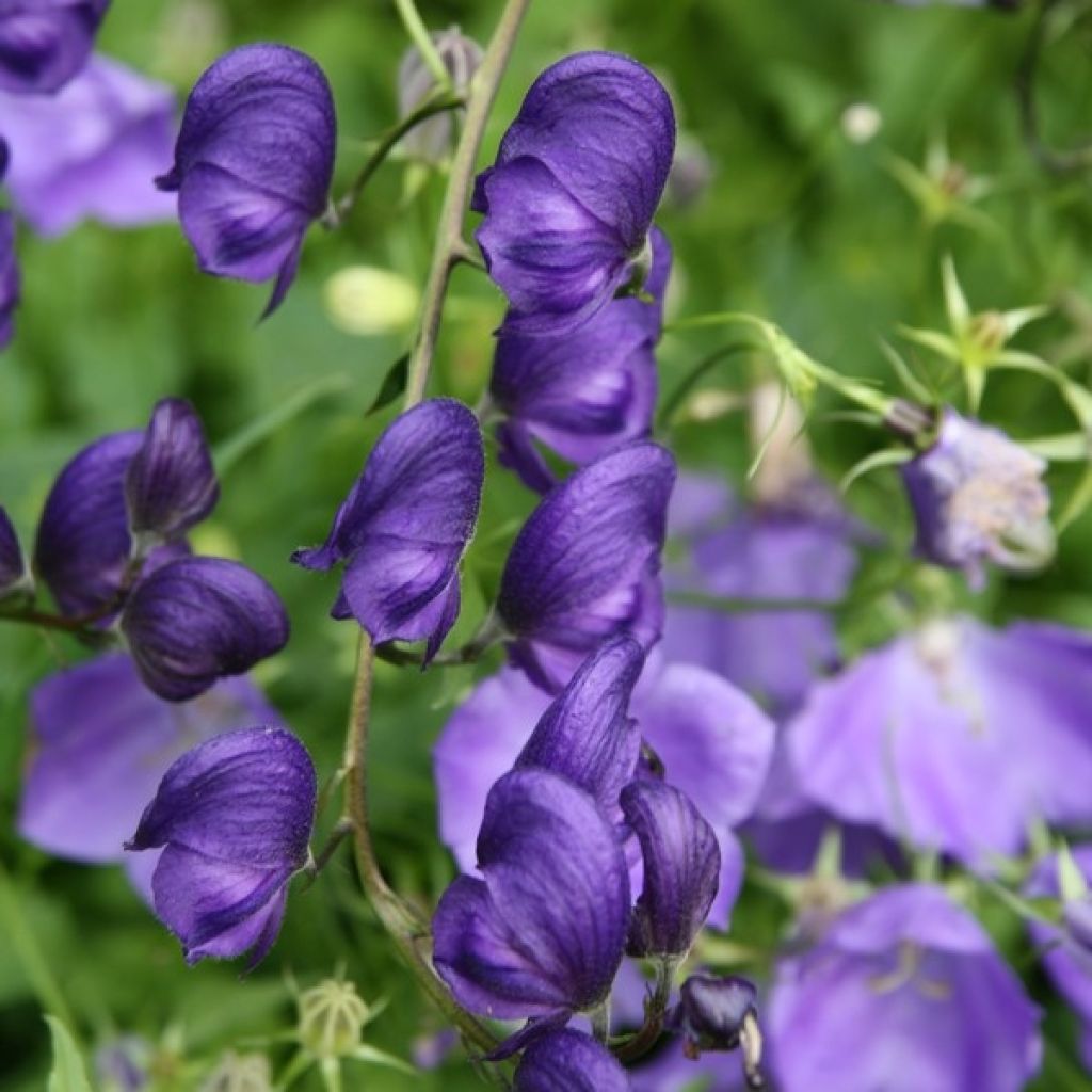 Aconitum napellus - Aconito napello