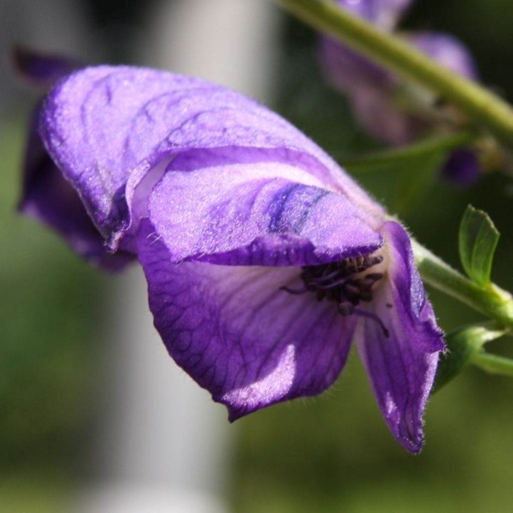 Aconitum napellus - Aconito napello