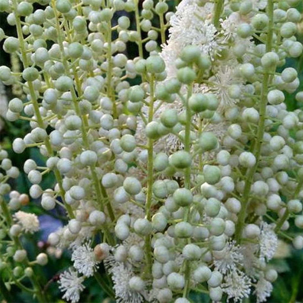 Actaea dahurica - Cimicifuga