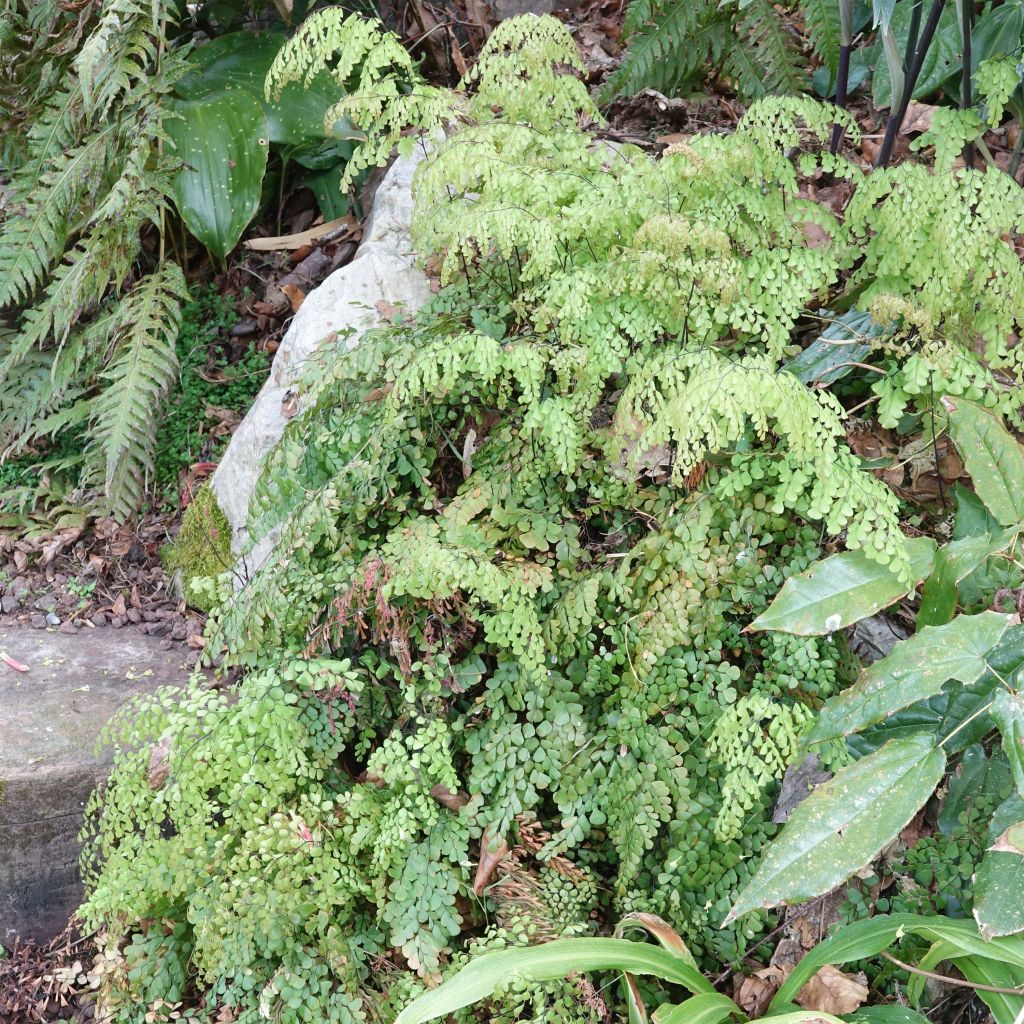 Adiantum venustum - Felce capelvenere