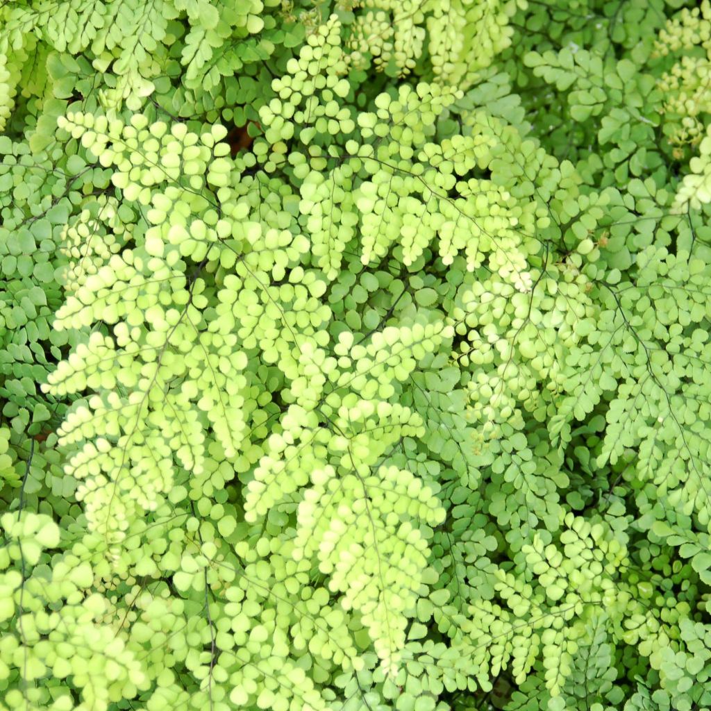 Adiantum venustum - Felce capelvenere