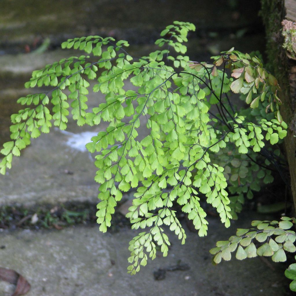 Adiantum venustum - Felce capelvenere