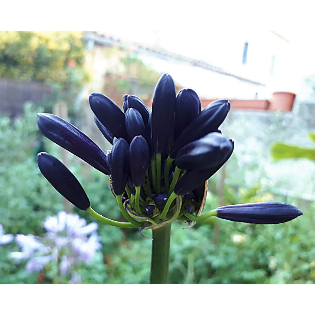 Agapanthus Black Magic