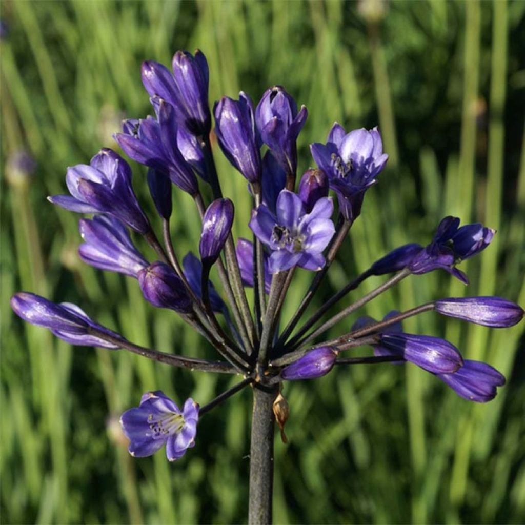 Agapanthus inapertus Intermedius