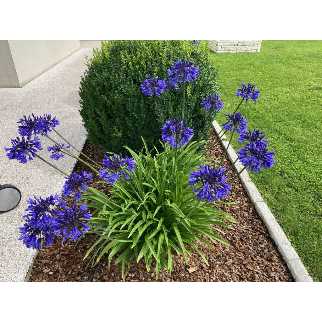 Agapanthus Midnight Blue