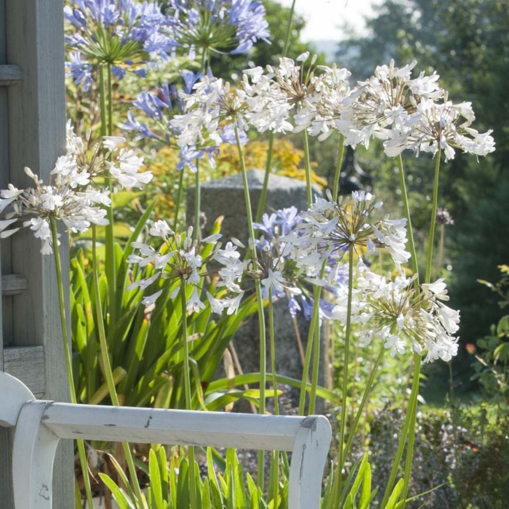 Agapanthus Polar Ice