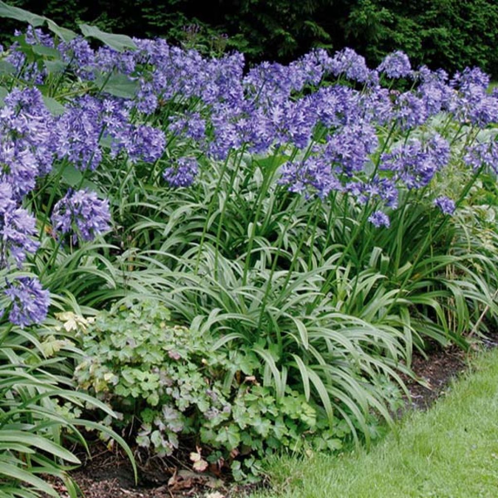 Agapanthe ou Agapanthus Purple Cloud