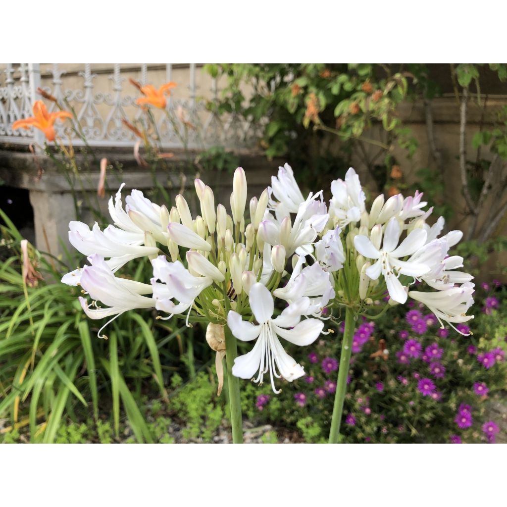 Agapanthus Strawberry Ice