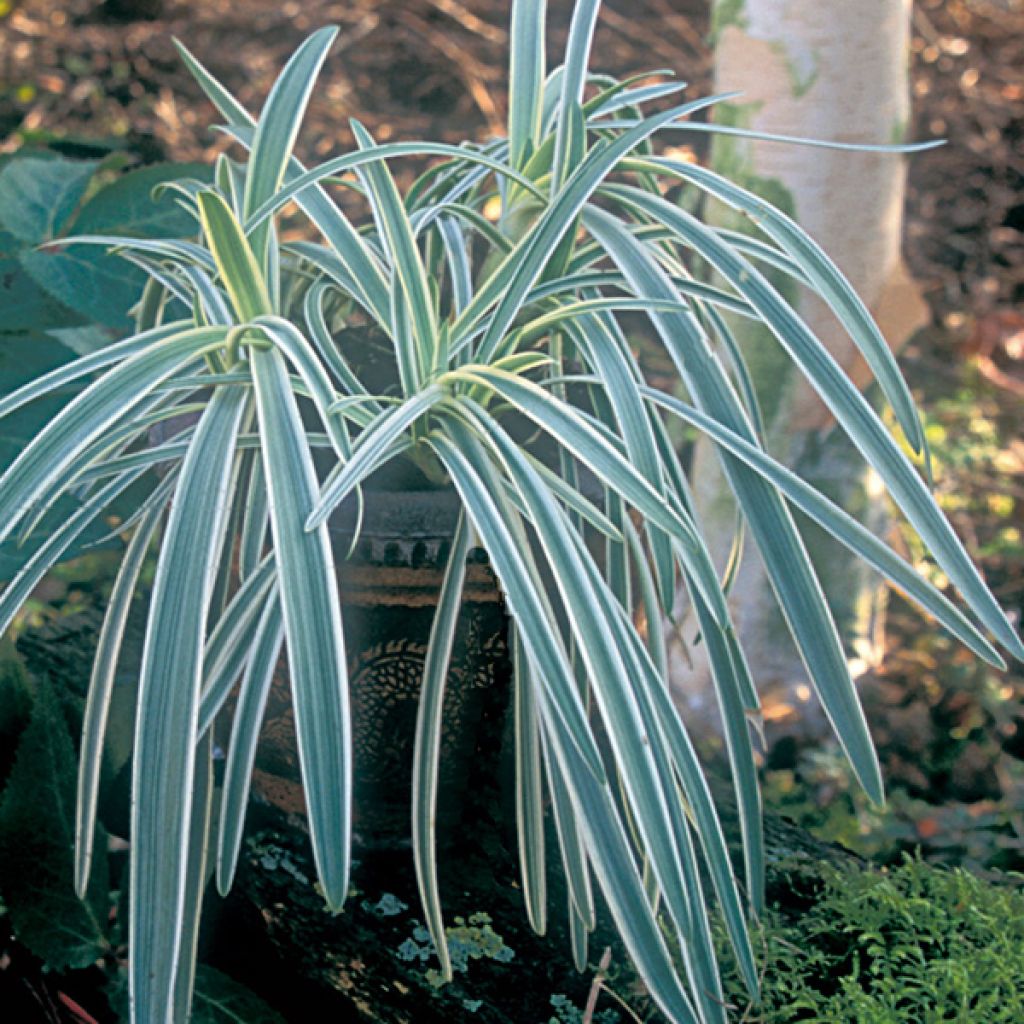 Agapanthe ou Agapanthus Tinkerbell le pot de 2L