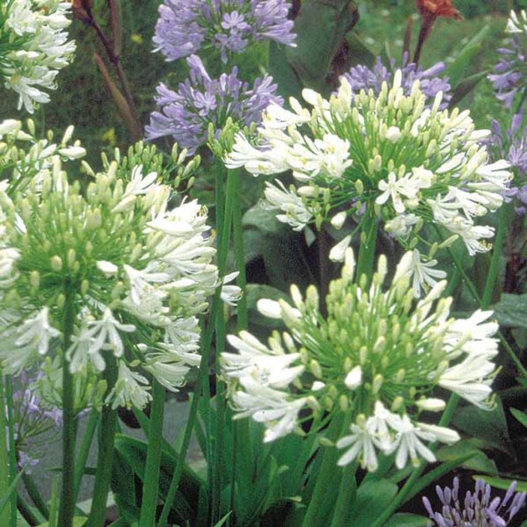 Agapanthus umbellatus Albus