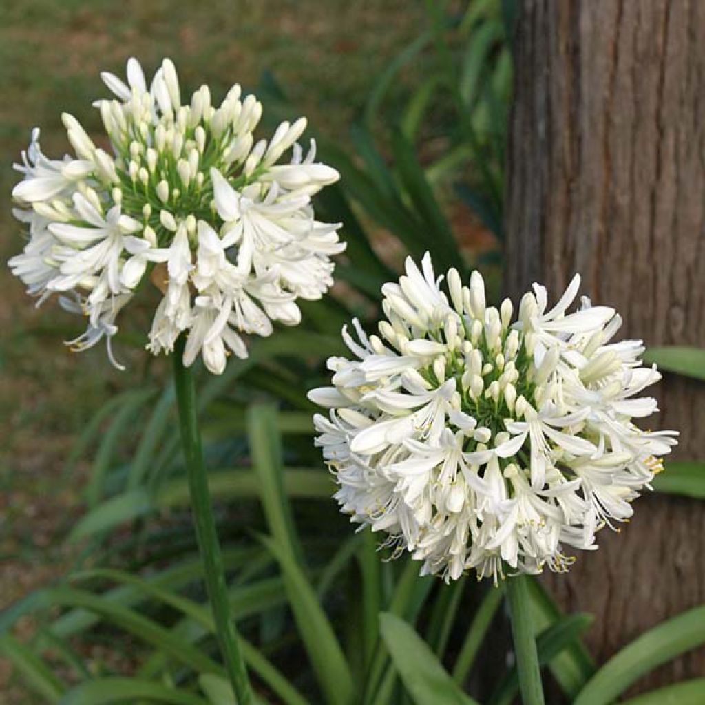 Agapanthus umbellatus Albus