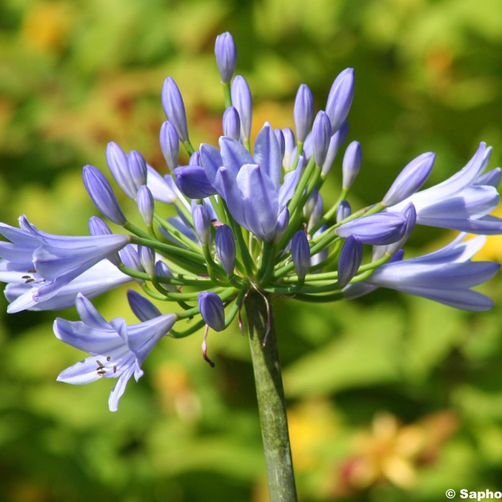 Agapanthe - Agapanthus Pitchoune Blue