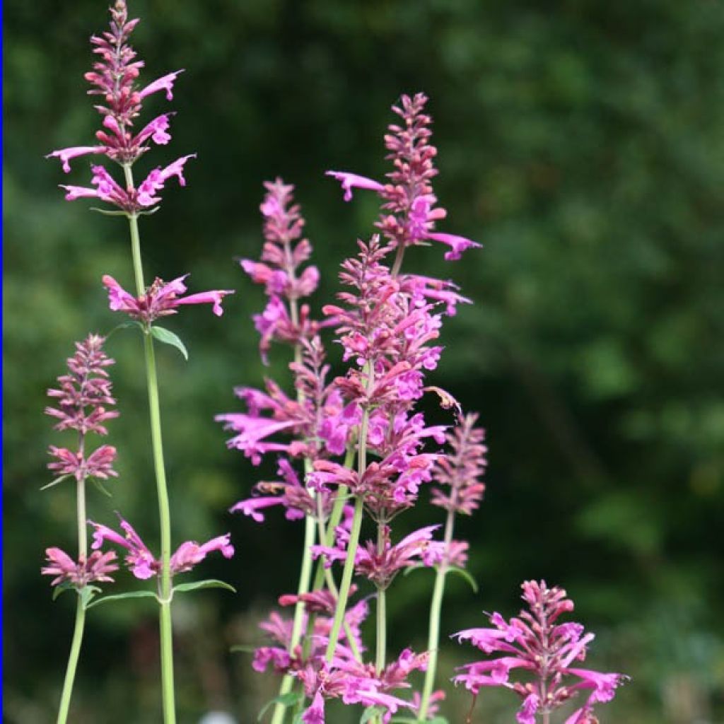 Agastache Summer Love