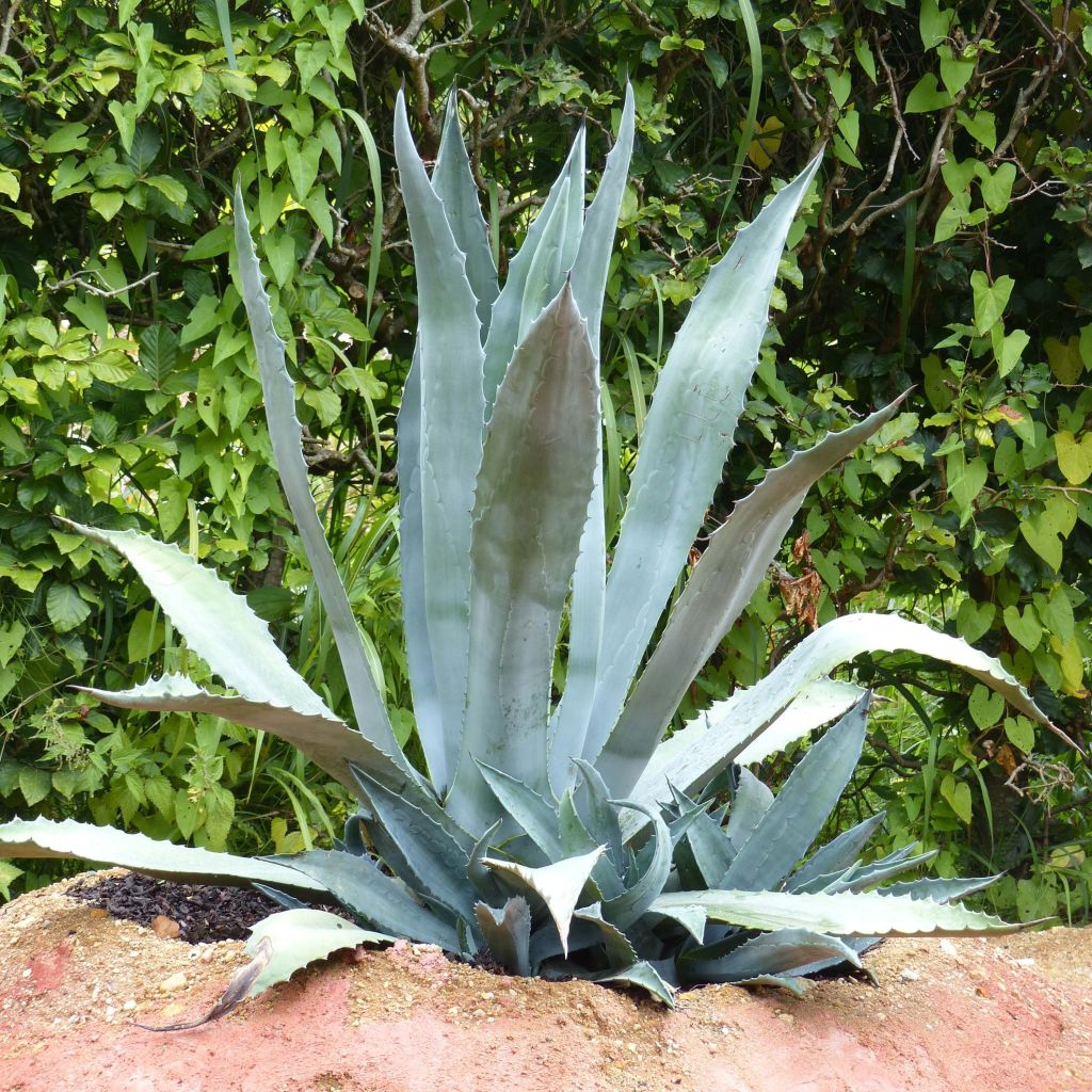 Agave americana