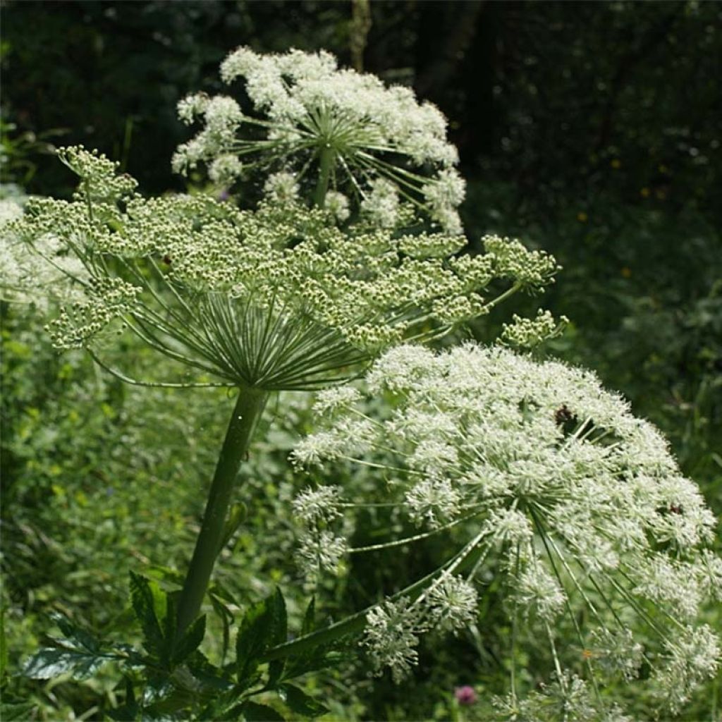 Peucedanum ostruthium Daphnis