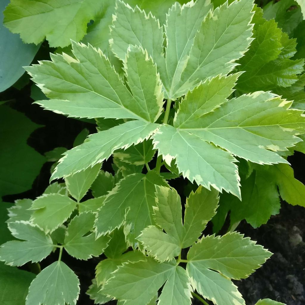 Peucedanum ostruthium Daphnis