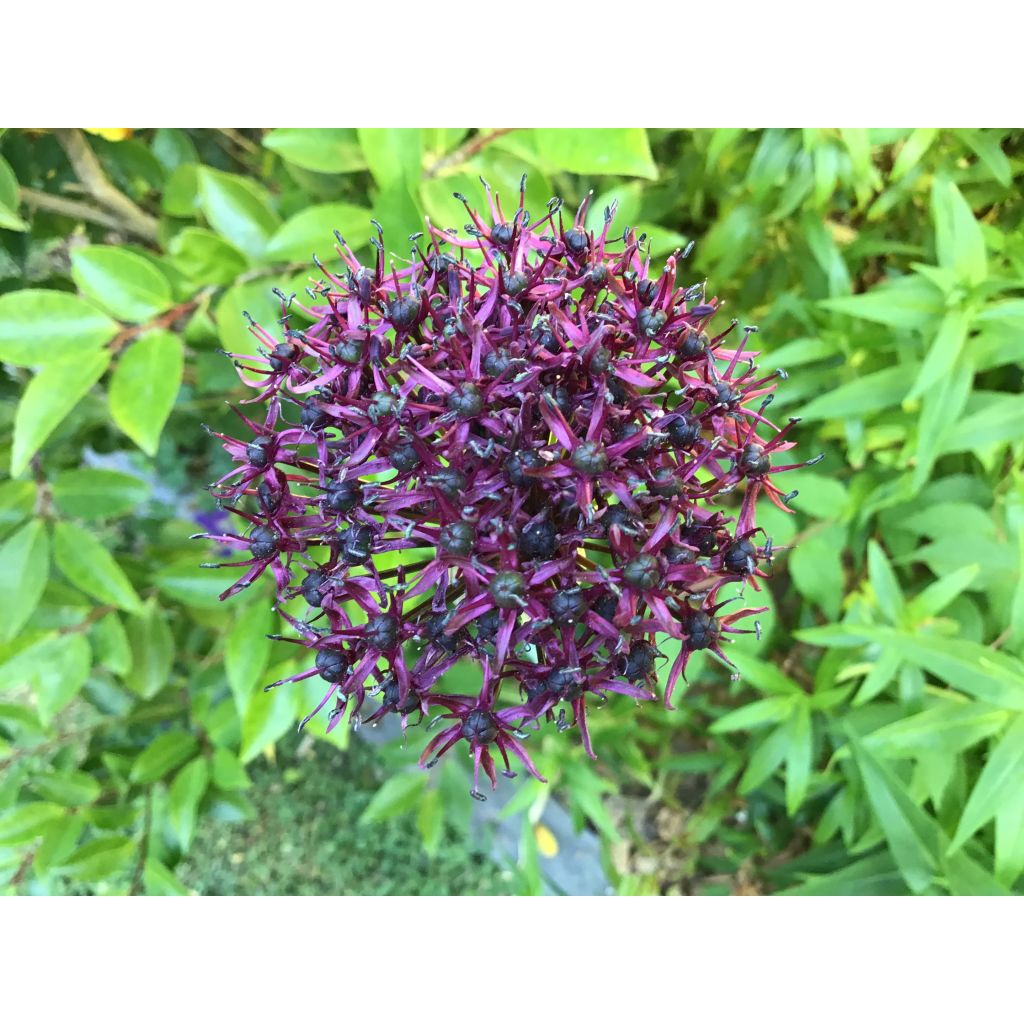 Allium atropurpureum - Aglio ornamentale