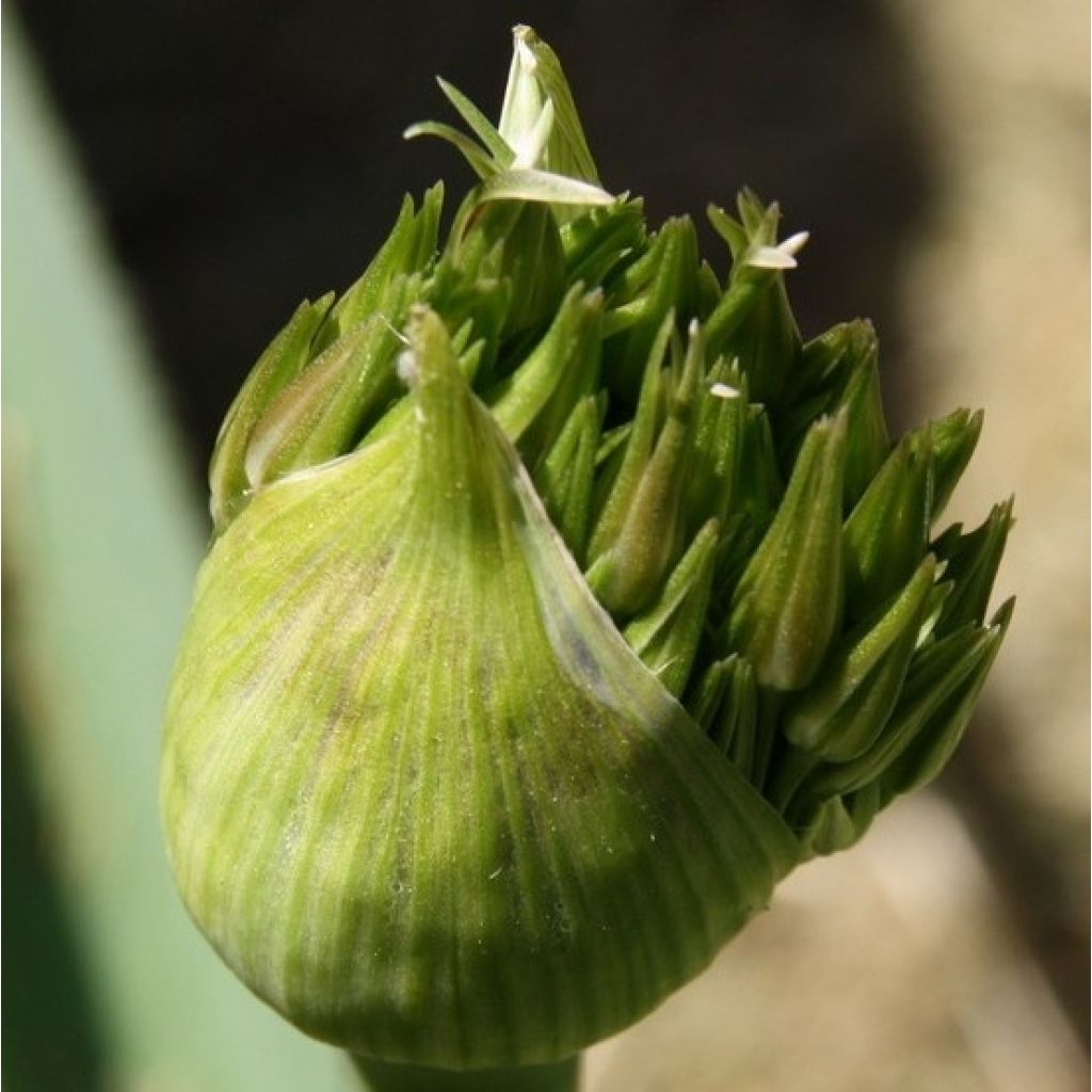 Allium christophii - Aglio ornamentale