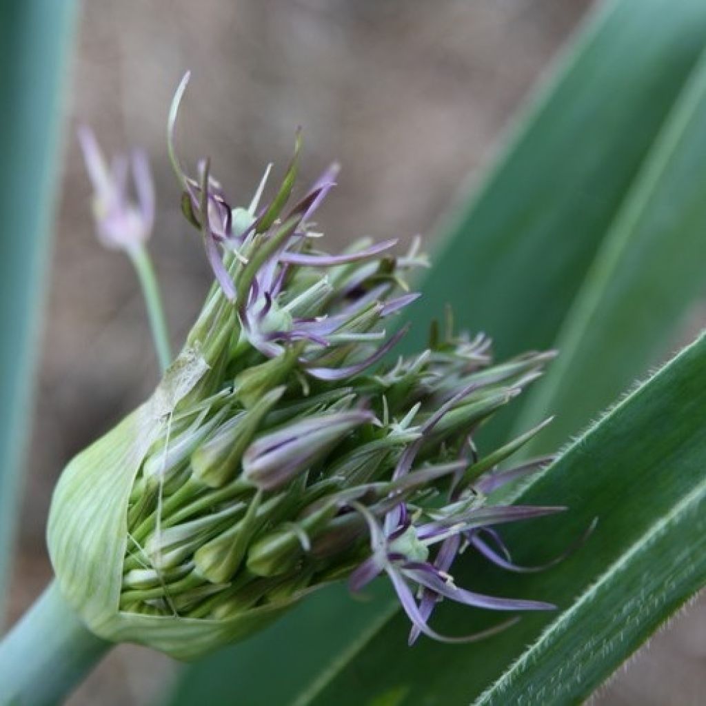 Allium christophii - Aglio ornamentale