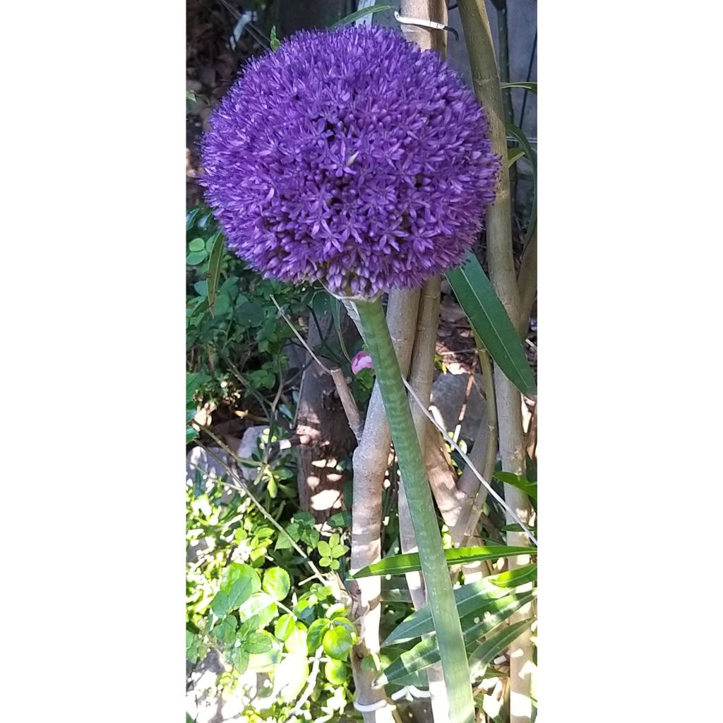 Allium giganteum - Aglio gigante ornamentale