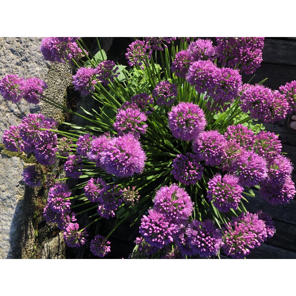 Allium Millenium - Aglio ornamentale