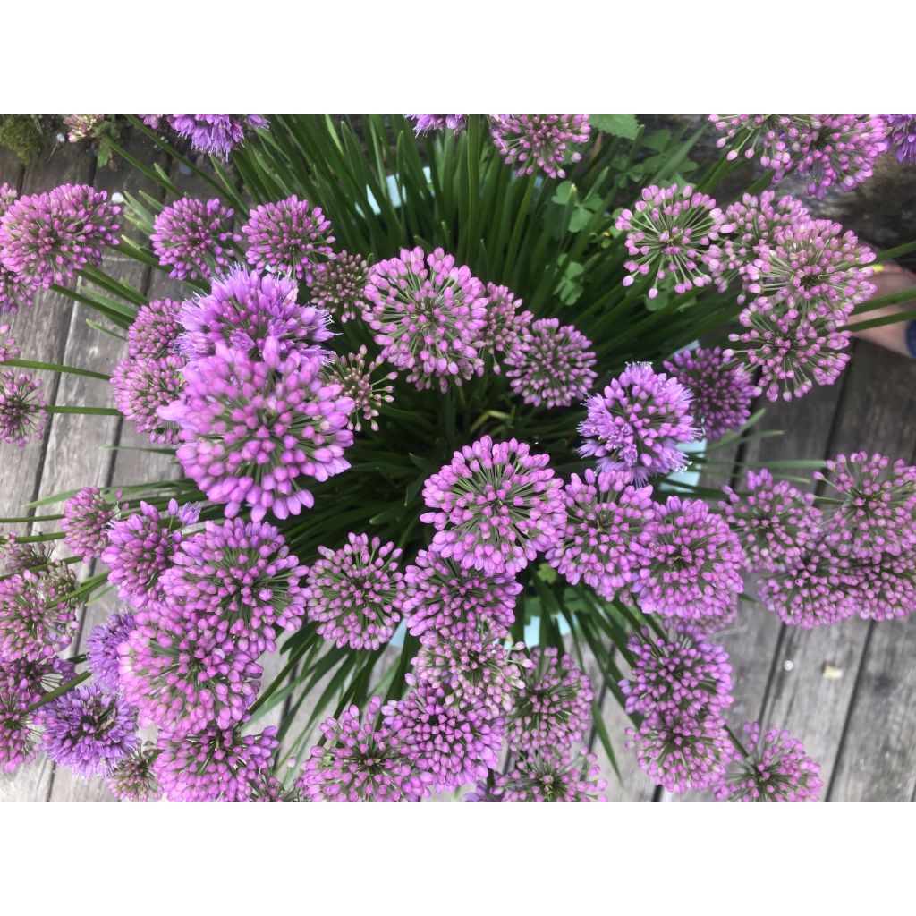 Allium Millenium - Aglio ornamentale