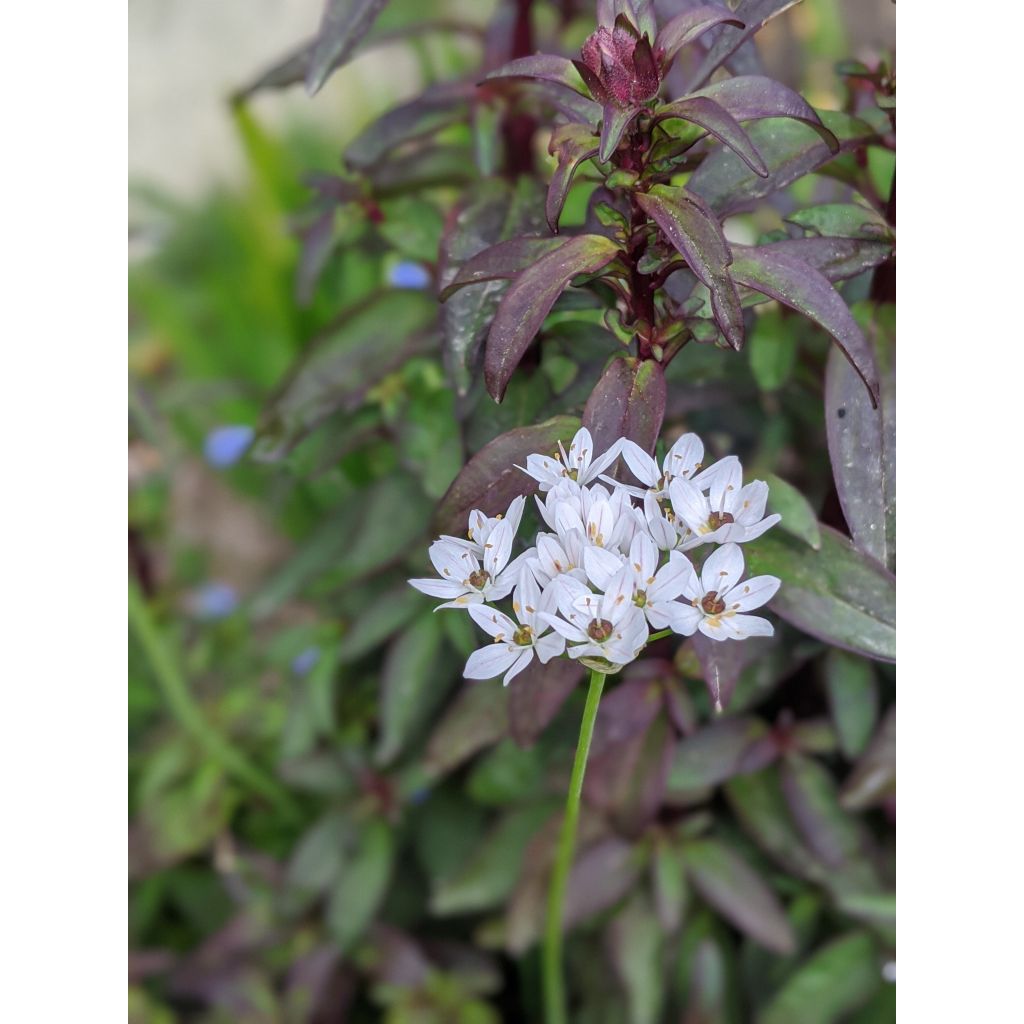 Allium neapolitanum - Aglio napoletano