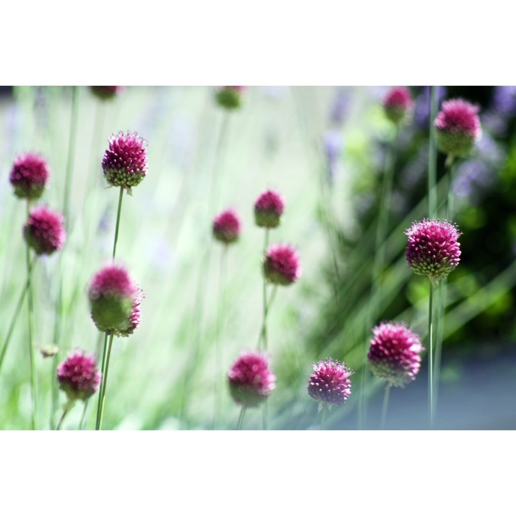 Allium sphaerocephalon - Aglio delle bisce