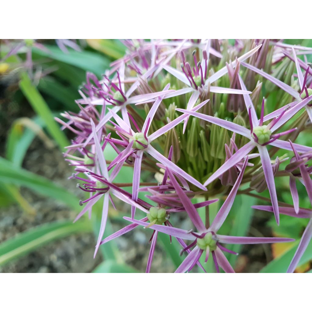 Allium christophii - Aglio ornamentale