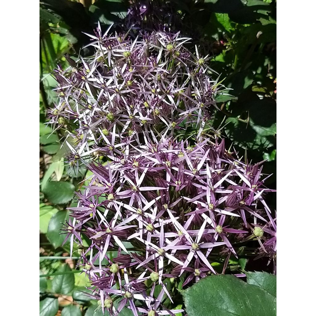 Allium christophii - Aglio ornamentale