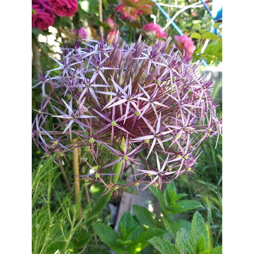 Allium christophii - Aglio ornamentale