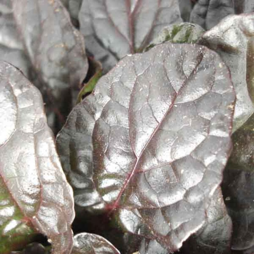 Ajuga reptans Atropurpurea - Bugola