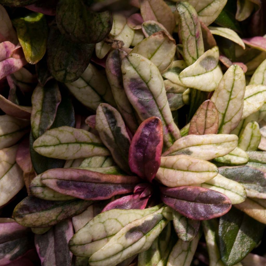 Ajuga Dixie Chip - Bugola