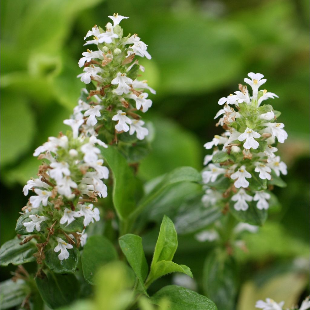 Ajuga reptans Sanne - Bugola