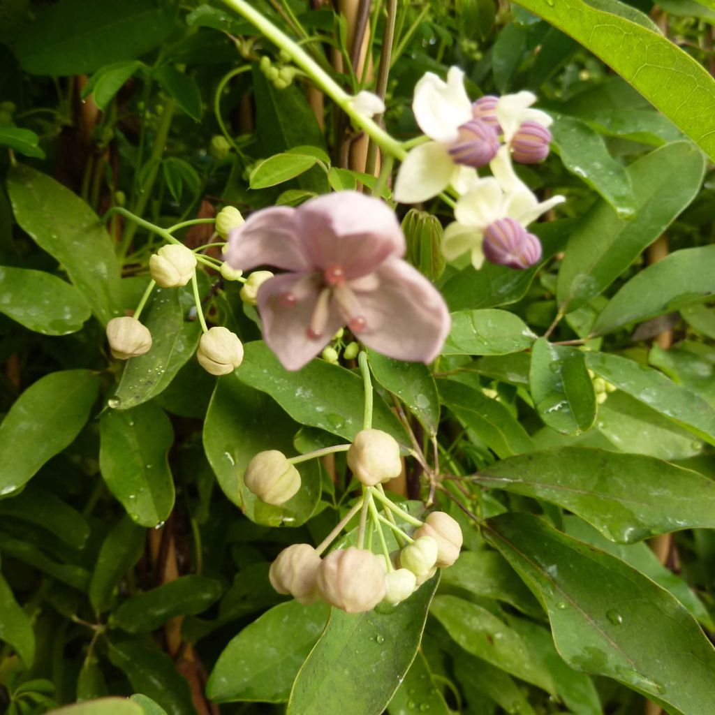 Akebia quinata Silver Bells - Akebia a cinque foglie