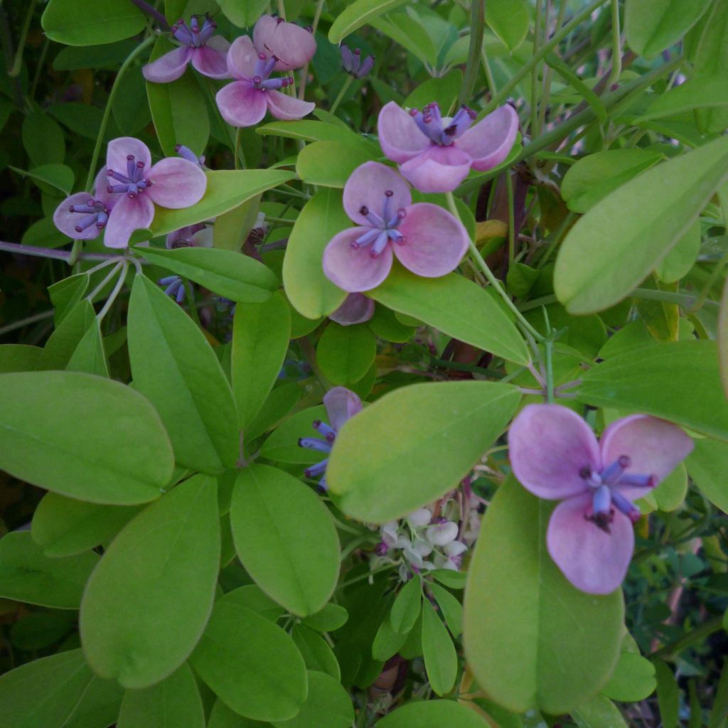 Akebia quinata Silver Bells - Akebia a cinque foglie