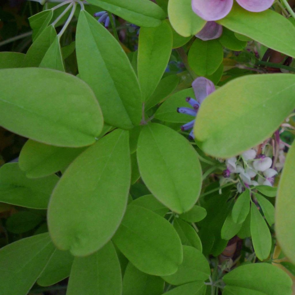 Akebia quinata Silver Bells - Akebia a cinque foglie