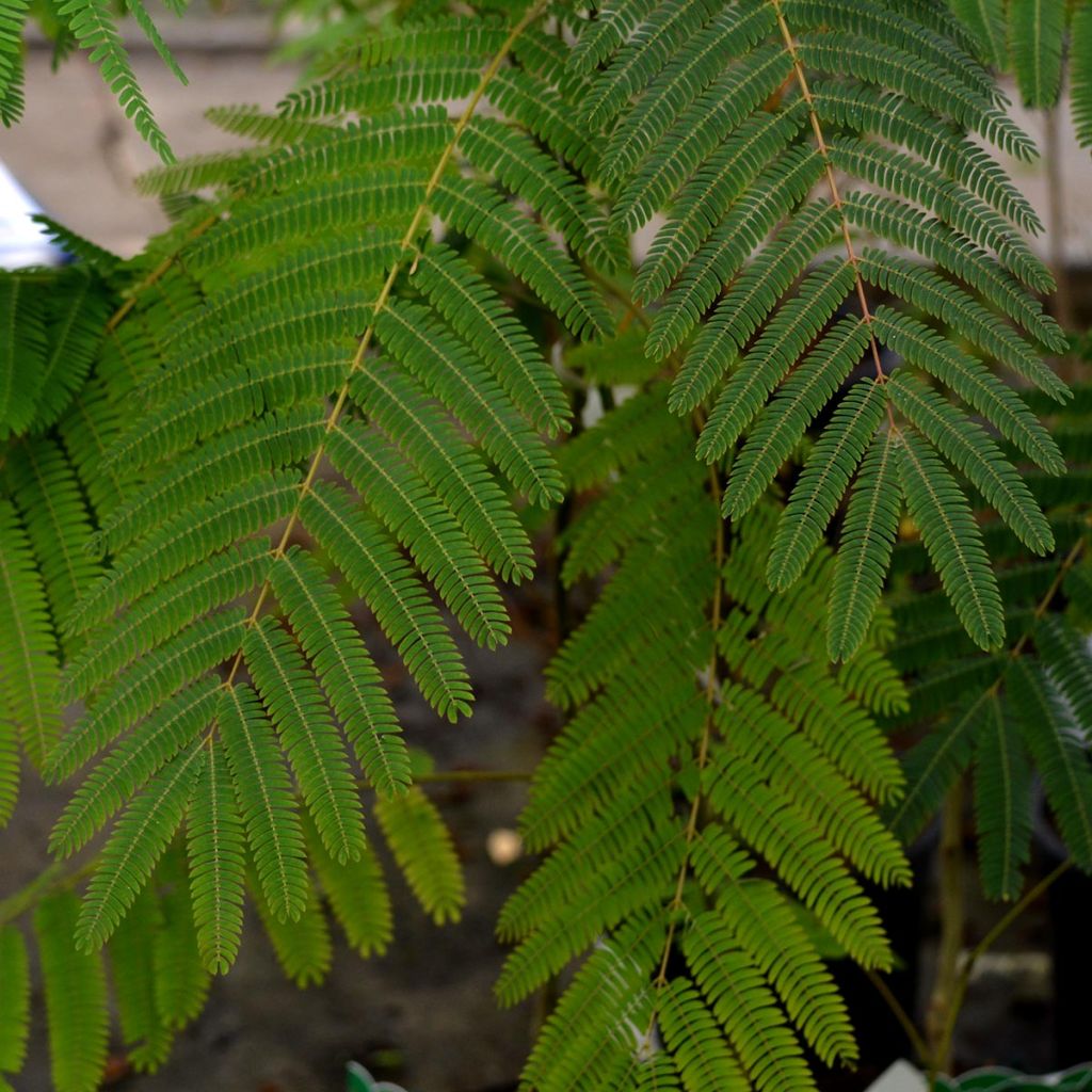 Albizia julibrissin Ombrella - Acacia di Costantinopoli