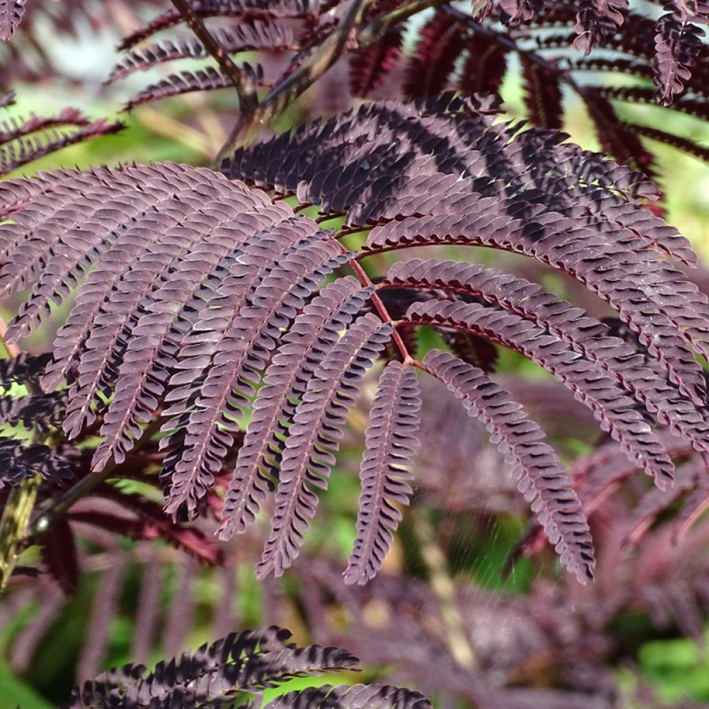 Albizzia julibrissin Summer Chocolate - Acacia di Costantinopoli