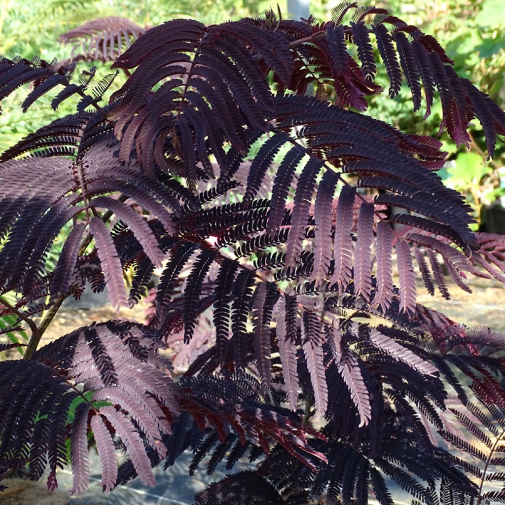 Albizzia julibrissin Summer Chocolate - Acacia di Costantinopoli