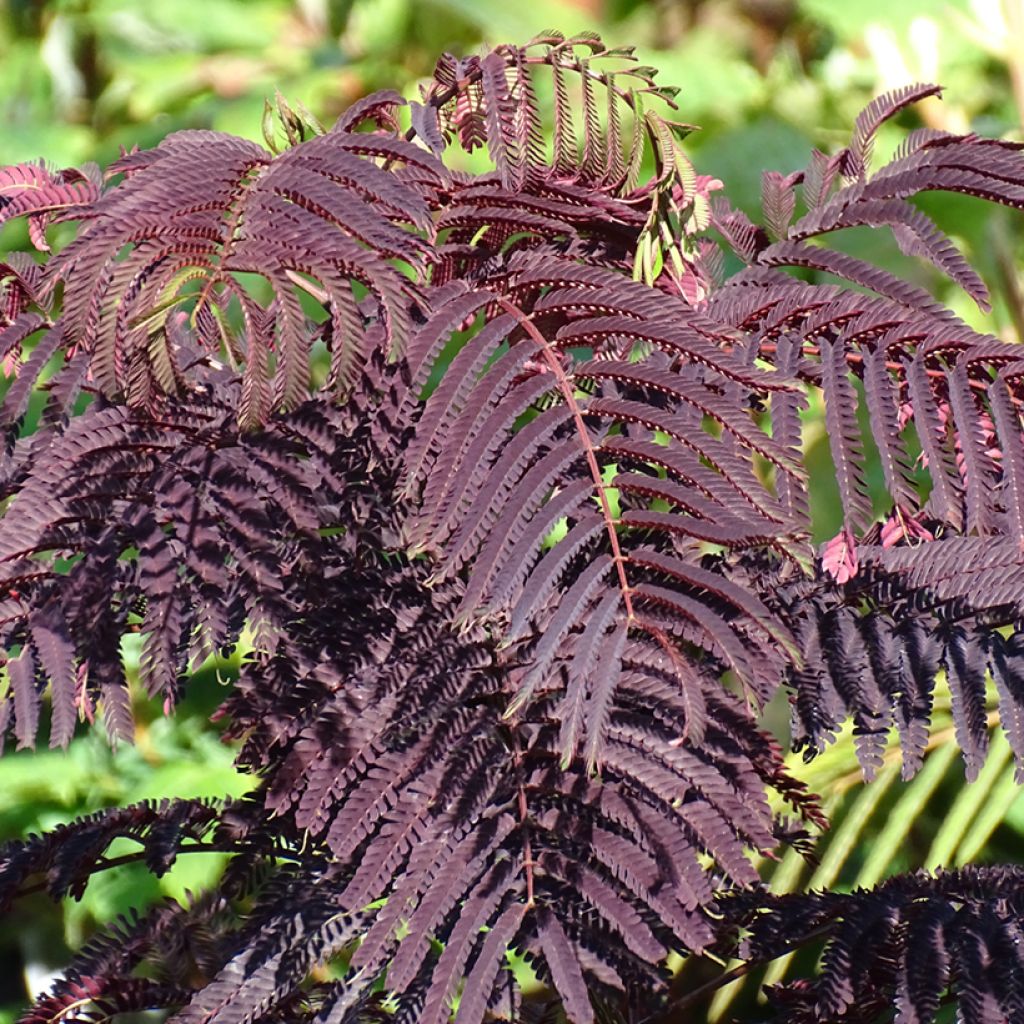 Albizzia julibrissin Summer Chocolate - Acacia di Costantinopoli