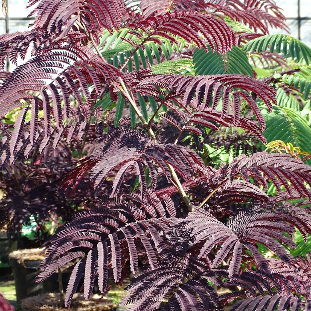 Albizzia julibrissin Summer Chocolate - Acacia di Costantinopoli