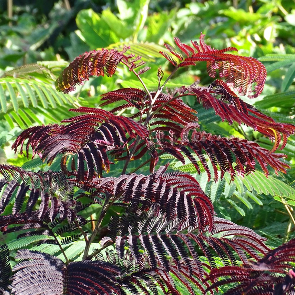 Albizzia julibrissin Summer Chocolate - Acacia di Costantinopoli